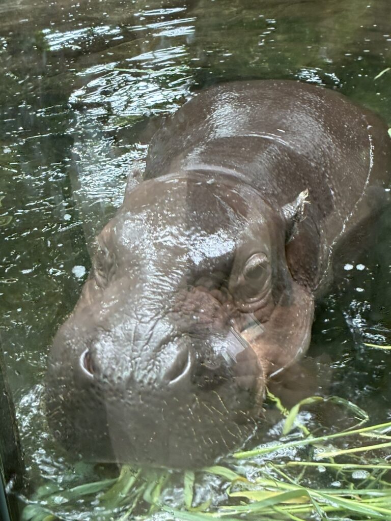 コビトカバ|神戸どうぶつ王国|子連れおでかけ