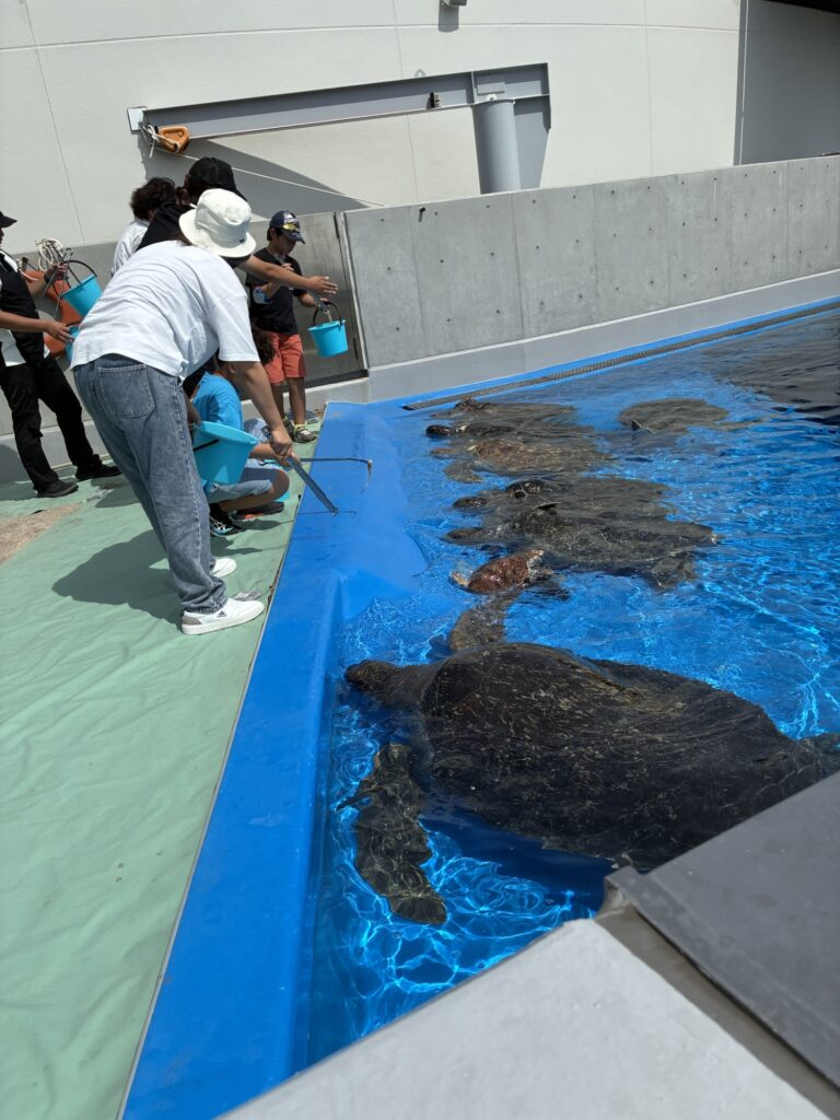 ウミガメ餌やり体験|須磨シーワールド|子連れおでかけ